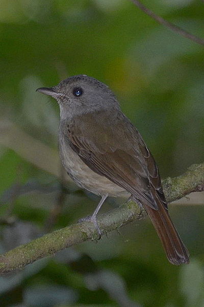 Cyornis sanfordi