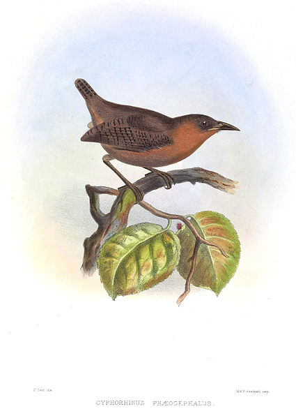 Cyphorhinus phaeocephalus