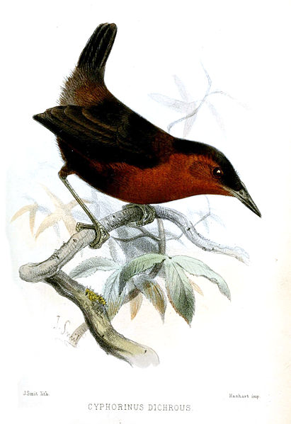 Cyphorhinus thoracicus