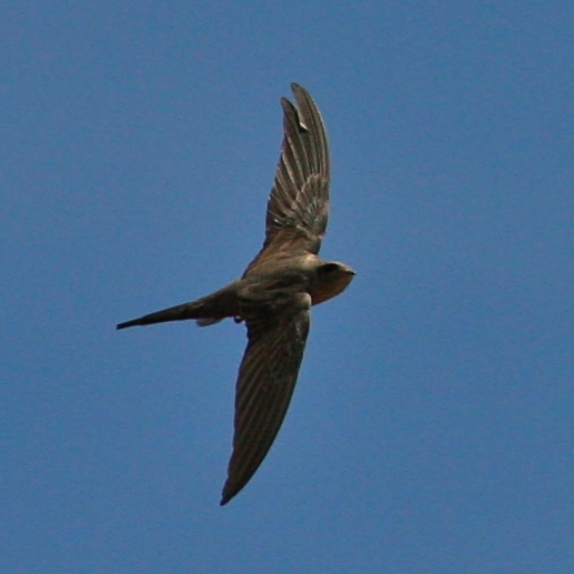 Cypsiurus parvus