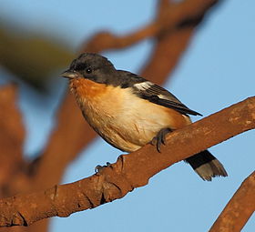 Cypsnagra hirundinacea