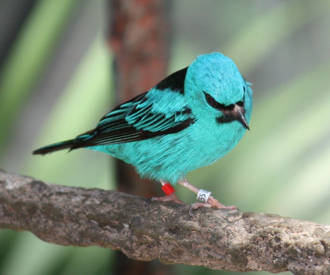 Dacnis cayana