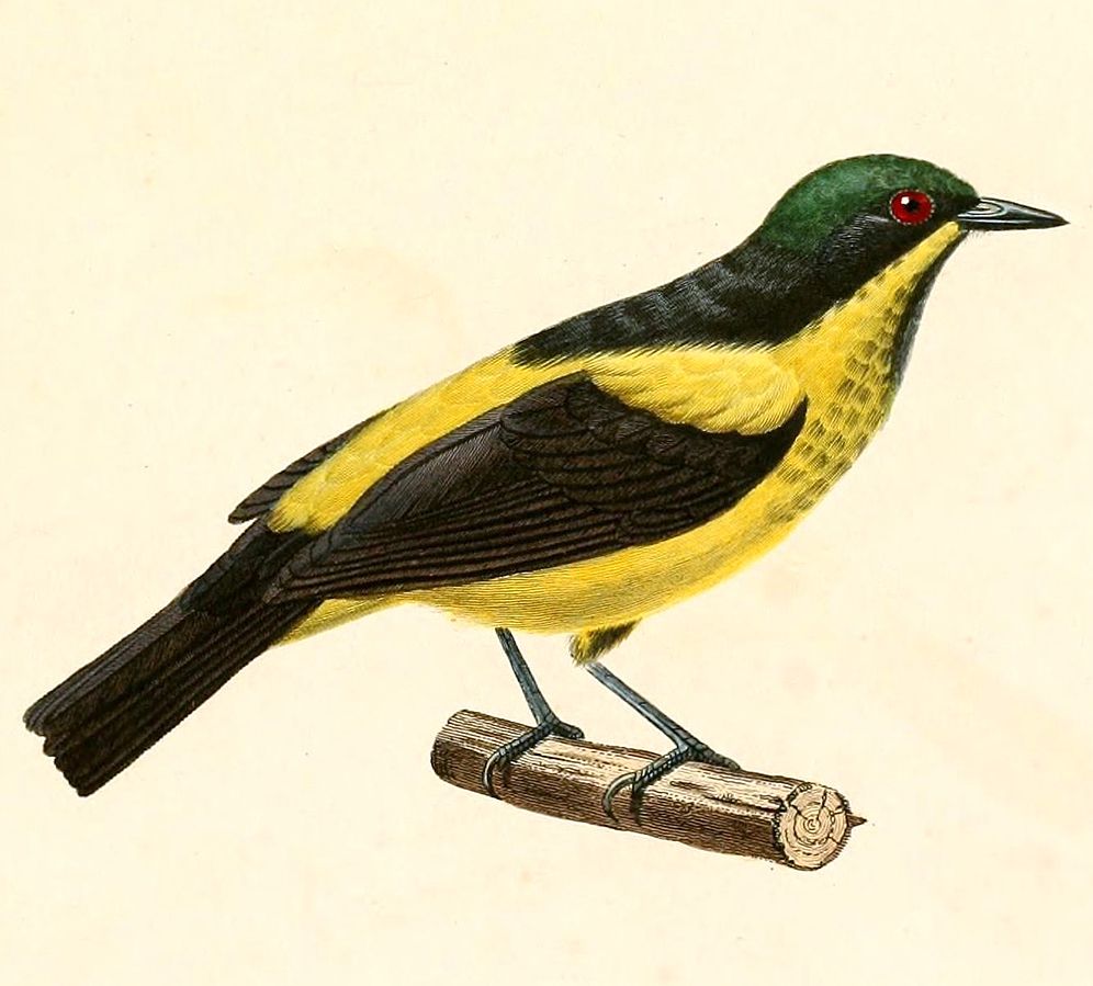 Dacnis flaviventer