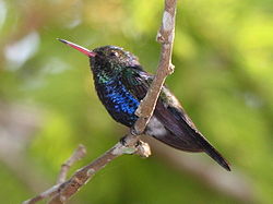 Damophila julie