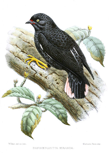 Daphoenositta miranda