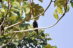 Daptrius ater