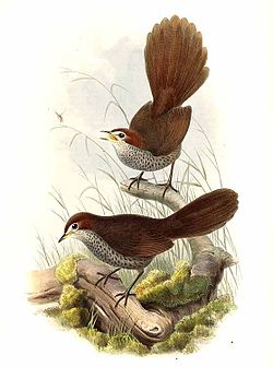 Dasyornis broadbenti