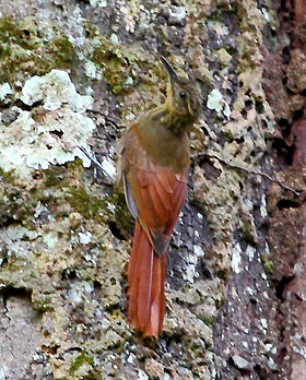 Deconychura longicauda
