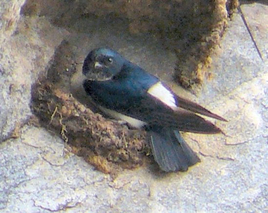 Delichon nipalense
