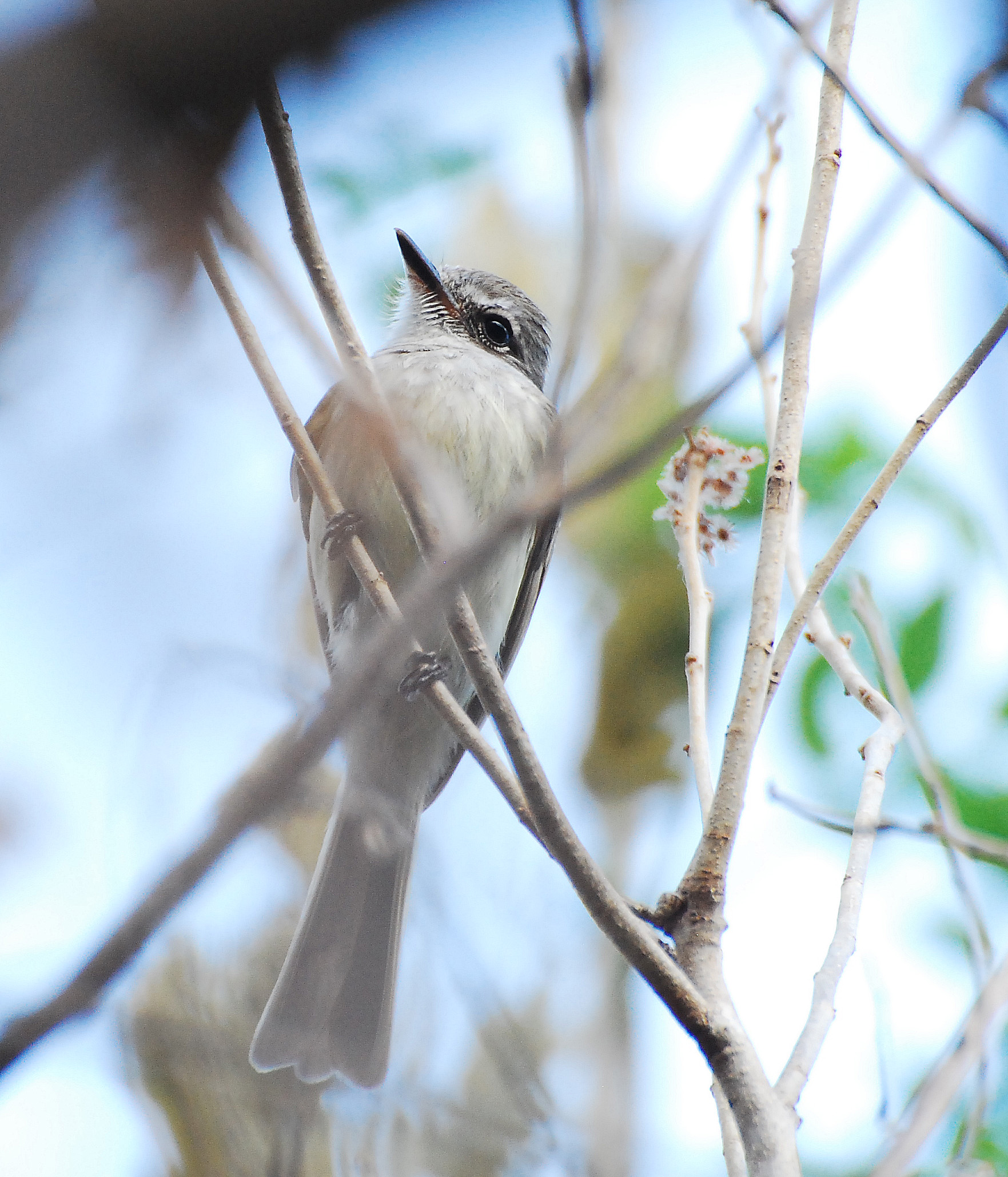 Deltarhynchus flammulatus