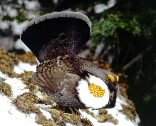 Dendragapus fuliginosus