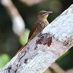 Dendrexetastes rufigula