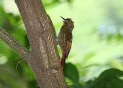Dendrocincla anabatina