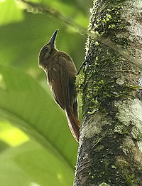 Dendrocincla fuliginosa