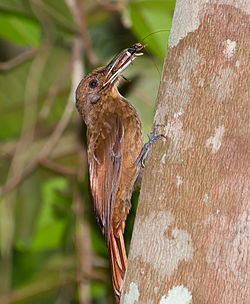 Dendrocincla turdina