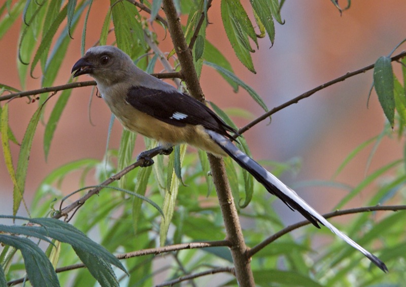 Dendrocitta cinerascens
