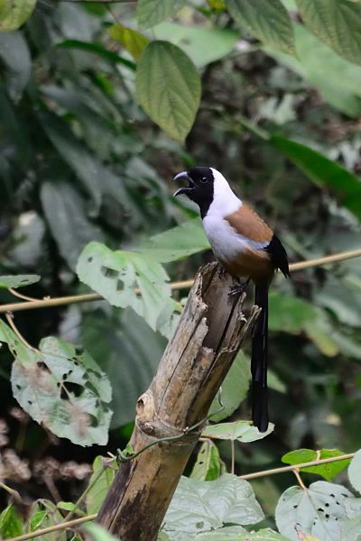 Dendrocitta frontalis