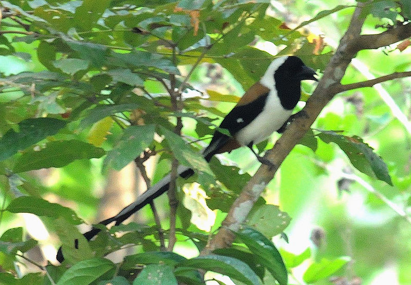 Dendrocitta leucogastra