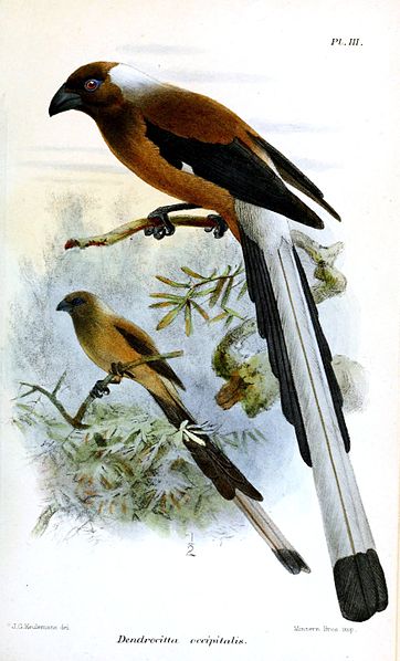 Dendrocitta occipitalis