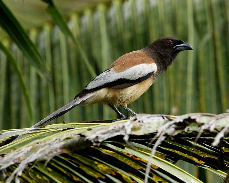 Dendrocitta vagabunda