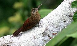Dendrocolaptes certhia