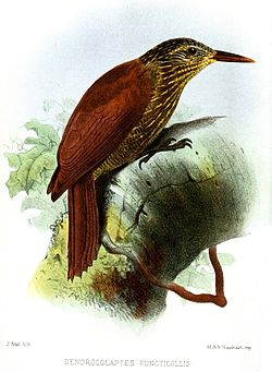 Dendrocolaptes picumnus