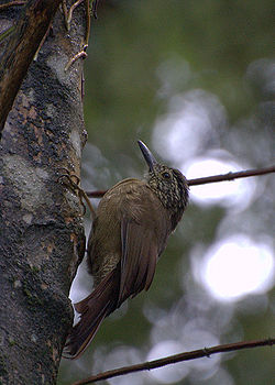 Dendrocolaptes platyrostris