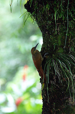 Dendrocolaptes sanctithomae