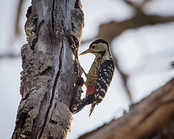 Dendrocopos atratus