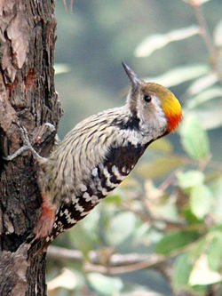 Dendrocopos auriceps