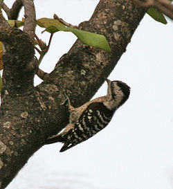 Dendrocopos canicapillus