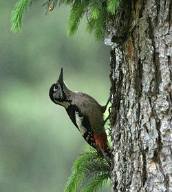 Dendrocopos himalayensis
