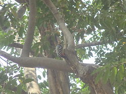 Dendrocopos hyperythrus