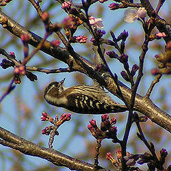 Dendrocopos kizuki