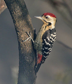 Dendrocopos macei