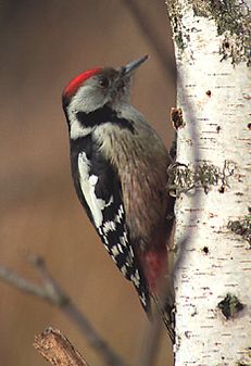 Dendrocopos medius