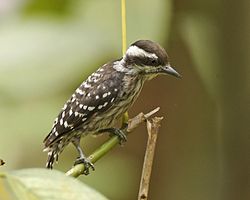 Dendrocopos moluccensis