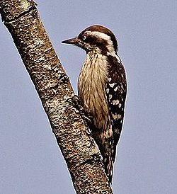 Dendrocopos nanus