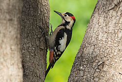 Dendrocopos syriacus