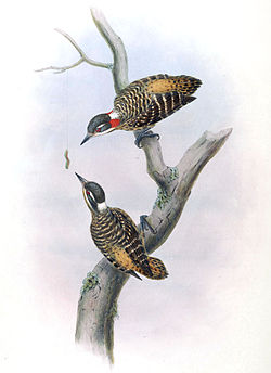Dendrocopos temminckii