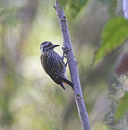 Dendropicos abyssinicus