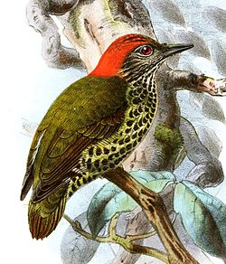 Dendropicos gabonensis