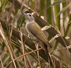 Dendropicos goertae