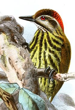 Dendropicos lugubris