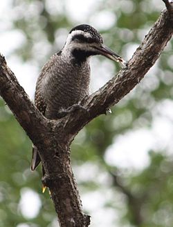 Dendropicos namaquus