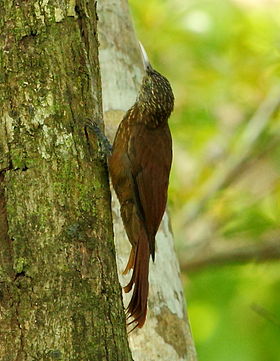 Dendroplex kienerii