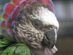 Deroptyus accipitrinus