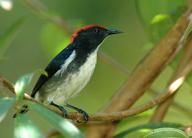 Dicaeum cruentatum