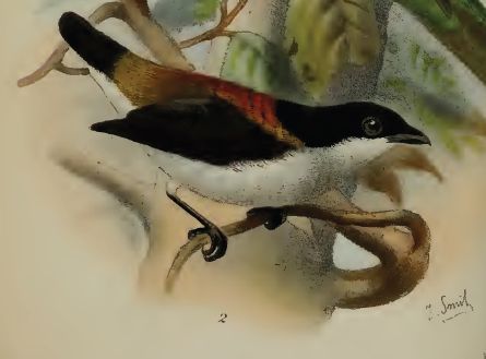 Dicaeum quadricolor