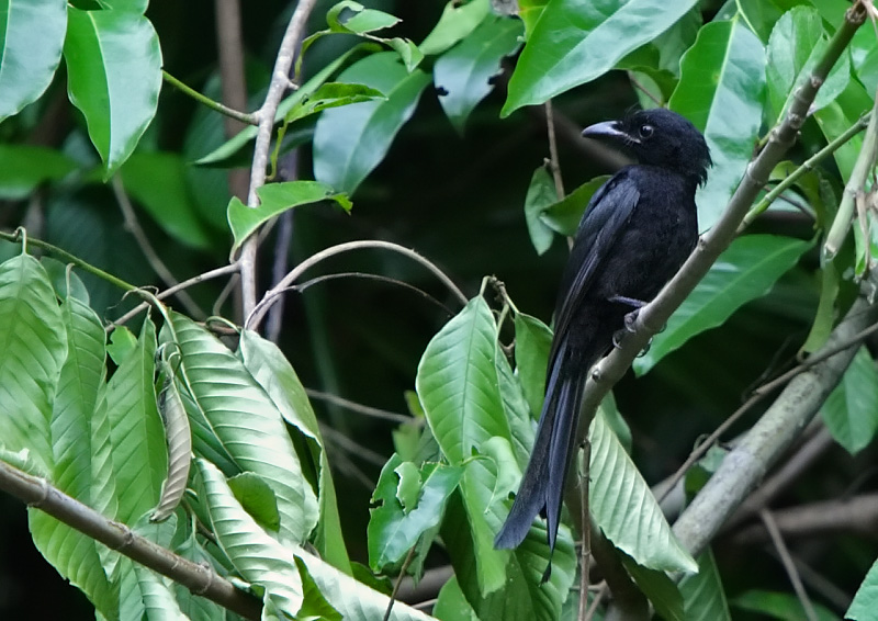 Dicrurus andamanensis
